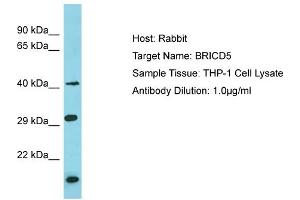 Host: Rabbit Target Name: BRICD5 Sample Type: THP-1 Whole Cell lysates Antibody Dilution: 1. (BRICD5 Antikörper  (N-Term))
