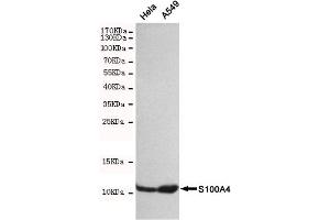 Western blot detection of S100A4 in Hela and A549 cell lysates using S100A4 mouse mAb(dilution 1:500). (s100a4 Antikörper)