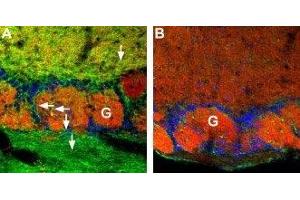 Expression of CNGA4 in mouse olfactory bulb - Immunohistochemical staining of CNGA4 channel in mouse olfactory bulb using Anti-CNGA4 Antibody (ABIN7043092 and ABIN7044985). (CNGA4 Antikörper  (Intracellular))