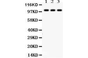 Anti-NAK antibody, Western blotting All lanes: Anti TBK1  at 0. (TBK1 Antikörper  (C-Term))
