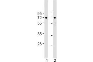 Western blot testing of human 1) U-251 MG and 2) U-87 MG cell lysate with APLP1 antibody at 1:2000. (APLP1 Antikörper  (AA 505-539))