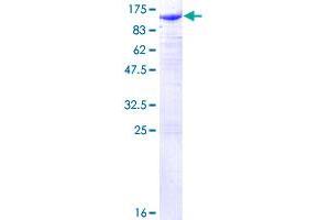 CTNNB1 Protein (AA 1-781) (GST tag)