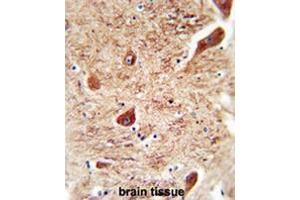CORO7 antibody (N-term) immunohistochemistry analysis in formalin fixed and paraffin embedded human brain tissue followed by peroxidase conjugation of the secondary antibody and DAB staining.