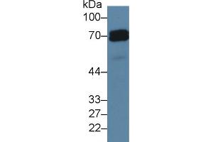 Western blot analysis of Human HeLa cell lysate, using Rat ALPP Antibody (5 µg/ml) and HRP-conjugated Goat Anti-Rabbit antibody ( (PLAP Antikörper  (AA 68-313))