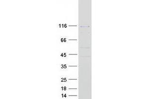 Validation with Western Blot (POLK Protein (Myc-DYKDDDDK Tag))