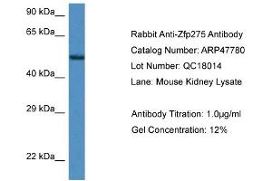 Western Blotting (WB) image for anti-Zinc Finger Protein 275 (ZNF275) (Middle Region) antibody (ABIN785380) (ZNF275 Antikörper  (Middle Region))