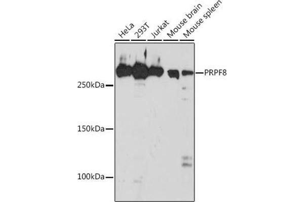 PRPF8 Antikörper