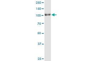 PARG MaxPab polyclonal antibody. (PARG Antikörper  (AA 1-976))