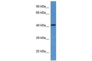 WB Suggested Anti-G6pc Antibody   Titration: 1. (G6PC Antikörper  (N-Term))