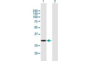 Western Blot analysis of VGLL1 expression in transfected 293T cell line by VGLL1 MaxPab polyclonal antibody. (VGLL1 Antikörper  (AA 1-258))