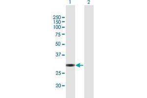 Western Blot analysis of VGLL1 expression in transfected 293T cell line by VGLL1 MaxPab polyclonal antibody.
