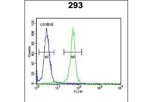 Flow cytometric analysis of 293 cells (right histogram) compared to a negative control cell (left histogram). (RRS1 Antikörper  (C-Term))