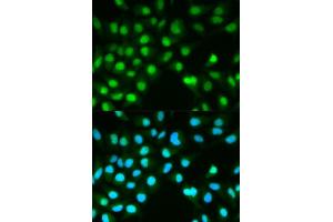 Immunofluorescence analysis of HeLa cells using PPP3CA antibody (ABIN5970422). (PPP3CA Antikörper)