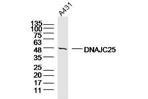 A431 lysates probed with DNAJC25 Polyclonal Antibody, Unconjugated  at 1:300 dilution and 4˚C overnight incubation. (DNAJC25 Antikörper  (AA 281-360))