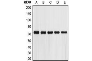 Western blot analysis of Glypican 5 expression in SKNSH (A), HepG2 (B), A549 (C), Jurkat (D), HEK293T (E) whole cell lysates. (GPC5 Antikörper  (Center))