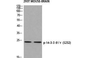 Western Blot (WB) analysis of 293T Mouse Brain using p-14-3-3 theta/tau (S232) antibody. (14-3-3 theta Antikörper  (pSer232))