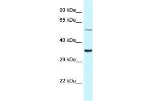 WB Suggested Anti-Bhlhe41 Antibody Titration: 1. (BHLHE41 Antikörper  (N-Term))
