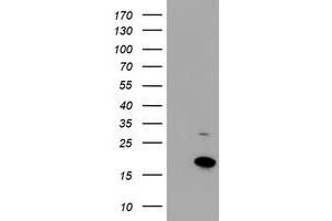 HEK293T cells were transfected with the pCMV6-ENTRY control (Left lane) or pCMV6-ENTRY CHCHD5 (Right lane) cDNA for 48 hrs and lysed. (CHCHD5 Antikörper  (AA 1-110))