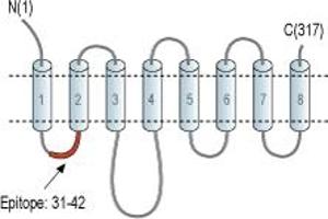 Representative domain view of the target of ABIN7885490.