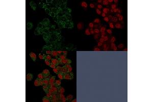 Confocal Immunofluorescence of HepG2 cells stained with Prohibitin Mouse Monoclonal Antibody (PHB/3225) labeled with CF488 (Green); Reddot is used to label the nuclei. (Prohibitin Antikörper  (AA 167-261))