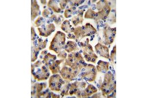 BTC Antibody (N-term) (ABIN655615 and ABIN2845096) immunohistochemistry analysis in formalin fixed and paraffin embedded human pancreas tissue followed by peroxidase conjugation of the secondary antibody and DAB staining. (Betacellulin Antikörper  (N-Term))