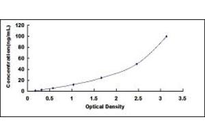 Hephaestin ELISA Kit