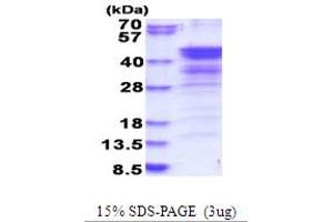SDS-PAGE (SDS) image for NudE Nuclear Distribution E Homolog (A. Nidulans)-Like 1 (NDEL1) (AA 1-328) protein (His tag) (ABIN5853848)