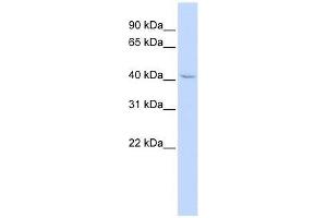 ZNF174 antibody used at 0. (ZNF174 Antikörper  (Middle Region))