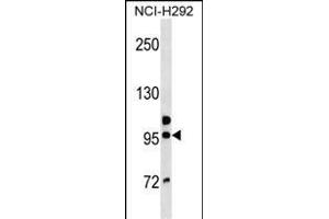 GOLGA6B Antibody (Center) (ABIN1538382 and ABIN2850404) western blot analysis in NCI- cell line lysates (35 μg/lane). (GOLGA6B Antikörper  (AA 386-413))