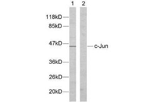 Western blot analysis of extracts from HeLa cells using c-Jun (Ab-170) antibody (E021023). (C-JUN Antikörper)