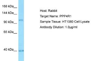 Host: RabbitTarget Name: PPP4R1Antibody Dilution: 1. (PPP4R1 Antikörper  (Middle Region))