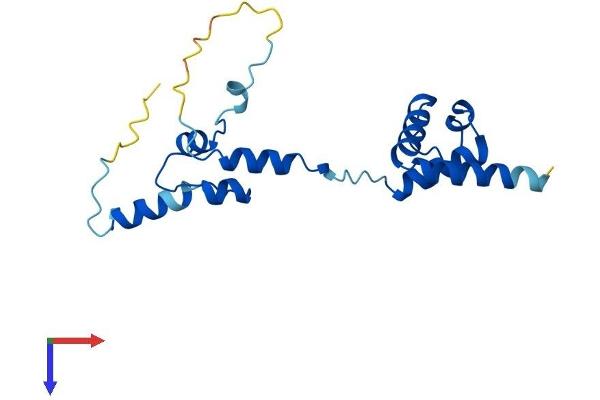 NOP16 Protein (AA 1-178) (His tag)