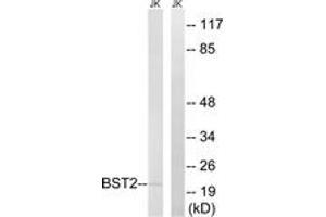 Western blot analysis of extracts from Jurkat cells, using BST2 Antibody. (BST2 Antikörper  (AA 81-130))
