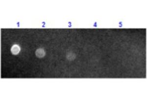 Dot Blot results of Sheep Anti-Mouse IgG Antibody Texas Conjugate. (Schaf anti-Maus IgG (Heavy & Light Chain) Antikörper (Texas Red (TR)) - Preadsorbed)