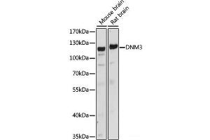 Western blot analysis of extracts of various cell lines using DNM3 Polyclonal Antibody at dilution of 1:1000. (Dynamin 3 Antikörper)