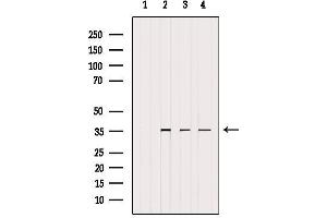 Western blot analysis of extracts from various samples, using UFD1L Antibody. (UFD1L Antikörper  (Internal Region))