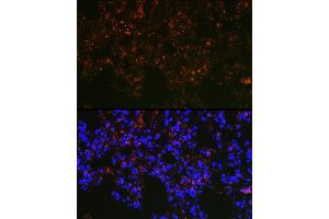 Immunofluorescence analysis of rat lung cells using NAPSA Rabbit pAb (ABIN6128367, ABIN6144368, ABIN6144369 and ABIN6221232) at dilution of 1:100 (40x lens). (NAPSA Antikörper  (AA 25-250))