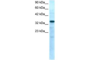 Western Blotting (WB) image for anti-T-Box 10 (TBX10) antibody (ABIN2460343) (T-Box 10 Antikörper)