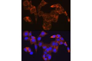 Immunofluorescence analysis of HeLa cells using GOT1 Rabbit mAb (ABIN7267426) at dilution of 1:100 (40x lens). (GOT1 Antikörper)