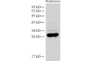 Western Blot analysis of Mouse pancreas using K1KB3 Ployclonal Antibody at dilution of 1:2500. (KLK1B3 Antikörper)