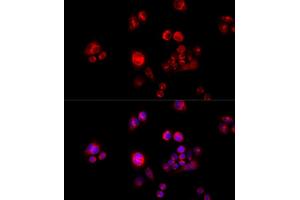 Immunofluorescence analysis of HeLa cells using GLUD2 antibody (ABIN2562844) at dilution of 1:100 (40x lens). (GLUD2 Antikörper)