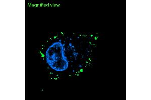 GLUT1 was detected in live rat PC12 cells by confocal microscopy following differentiation with Native mouse NGF 2.