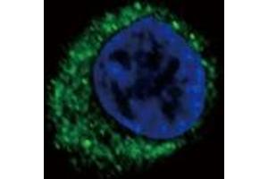 Image no. 2 for anti-Endothelin Receptor Type A (EDNRA) (AA 132-162) antibody (ABIN452933) (Endothelin-1 Receptor Antikörper  (AA 132-162))