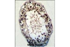 JHDM2a Antibody (N-term) (ABIN387995 and ABIN2845282) immunohistochemistry analysis in formalin fixed and paraffin embedded human testis tissue followed by peroxidase conjugation of the secondary antibody and DAB staining. (KDM3A Antikörper  (N-Term))