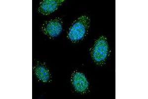 Confocal immunofluorescent analysis of DTNA / DRP3 Antibody (C-term) Cat. (DTNA Antikörper  (C-Term))