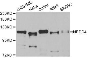 Western blot analysis of extracts of various cell lines, using NEDD4 antibody (ABIN5970204) at 1/1000 dilution.