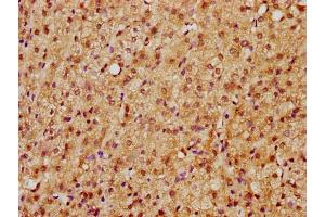 IHC image of nsucHU diluted at 1:10 and staining in paraffin-embedded human adrenal gland tissue performed on a Leica BondTM system.