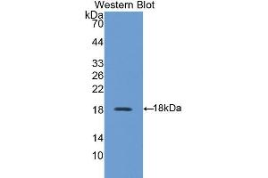 Western Blotting (WB) image for anti-Family with Sequence Similarity 132, Member A (FAM132A) (AA 92-241) antibody (ABIN1858792) (FAM132A Antikörper  (AA 92-241))
