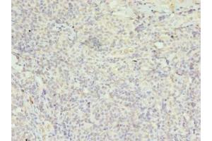 Immunohistochemistry of paraffin-embedded human tonsil tissue using ABIN7152974 at dilution of 1:100 (FPR1 Antikörper  (AA 306-350))