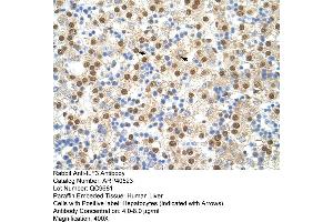 Rabbit Anti-ILF3 Antibody  Paraffin Embedded Tissue: Human Liver Cellular Data: Hepatocytes Antibody Concentration: 4. (Interleukin enhancer-binding factor 3 (ILF3) (N-Term) Antikörper)